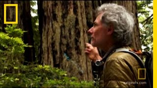 Saving the Redwoods  National Geographic [upl. by Osyth]