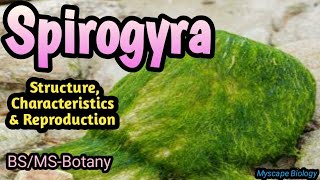 SPIROGYRA  Structure Characteristics amp Reproduction  BSMSBotany  Urdu amp Hindi [upl. by Retrop]