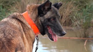 La unidad canina clave en catástrofes como la DANA de Valencia [upl. by Iralav]