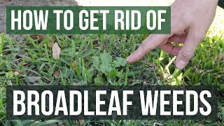 How to Get Rid of Broadleaf Weeds Lawn Care Tips [upl. by Anahsit]