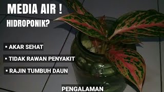 CARA SEDERHANA TANAM AGLONEMA DENGAN MEDIA AIR 100 BERHASIL HASIL RISET 5 BULAN eps2 [upl. by Annaeed386]