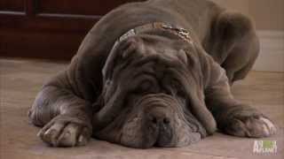 Neo Mastiff Puppies Play HideandSeek from Dad  Too Cute [upl. by Bettine]