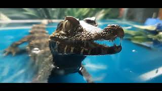 Watch Aggressive Dwarf Caiman Hissing with Toothy Threat Must Watch [upl. by Drawets715]