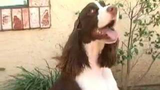 English Springer Spaniel [upl. by Eiramassenav]