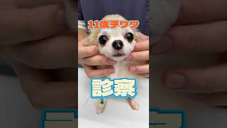 呼吸が苦しい11歳のチワワが動物病院にやってきた！ [upl. by Sugna]