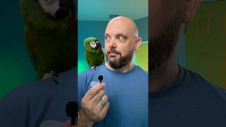 Mumbling Mickey the Mini Macaw Part 1 [upl. by Jecho]