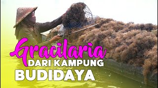 Gracilaria dari Kampung Budidaya Rumput Laut Sekali Tanam Panen Terus [upl. by Teagan]