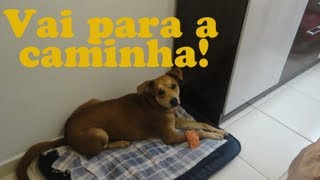 Como ensinar seu cachorro a ir para a caminha  Adestramento Positivo [upl. by Ecydnarb]