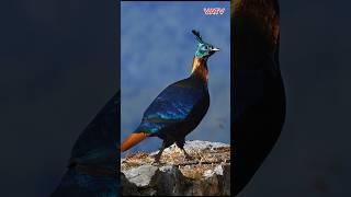 Chim Trĩ Himalaya  Quốc điểu nước Nepal birds monal animals vatv1412 [upl. by Matazzoni]