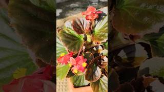 Both Begonias got back life 🥰MyBitsyHappiness shortsviral like life gardening begonia [upl. by Waxler674]