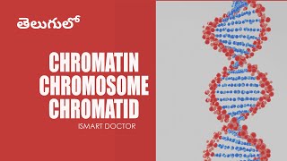 Chromatin Chromosome Chromatid in Telugu  Cell Biology [upl. by Lela]