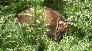 Muntjac Deer [upl. by Lizzy]