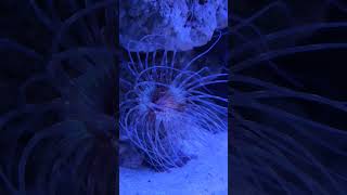 anemone coral reeftank aquariumlovers marinelife [upl. by Virge]