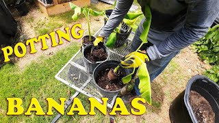 Potting Banana Plants  Everything You Need To Know [upl. by Yerffej564]