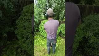 Super Fast Choisya Trim satisfying shorts gardening stihl garden summer shortvideo gardener [upl. by Suirrad]