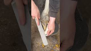 Cleaning A Horses Hoof For A Shoe asmr horse equestrian foryou [upl. by Anis]