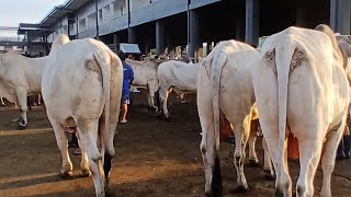 August 16 2024 Update Prices Live  Padre Garcia Batangas Livestock Auction Market [upl. by Shiri]