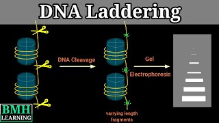 DNA Laddering  Apoptosis amp DNA Fragmentation  How To Prepare amp Load DNA Ladder [upl. by Finn411]