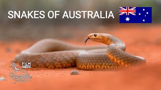 Snakes of Australia 5 species from deserts Mulga snake Western brown snake Desert death adder [upl. by Theodora372]