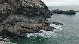 Giant Harbor Seal at Musquash Head New Brunswick [upl. by Aivax]