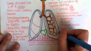 Lower Respiratory Tract Part 1 [upl. by Enitselec739]