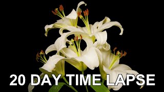 White Lilies Blooming Time Lapse [upl. by Elgar584]