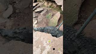 Can crocodile dig holes😦trending viralvideo crocodile satisfafying funny fyp animals [upl. by Lurette]