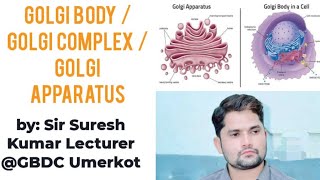 Golgi apparatus class 11 Golgi Complex  Golgi body NCERT MDCAT Hindi Urdu  Sir Suresh Kumar [upl. by Aivatahs]