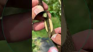 Quick Tongue Grafting Guide graft grafting diy farming garden gardening nature plants [upl. by Merp911]