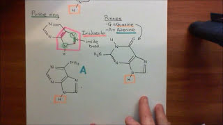 Transcription Factors Part 3 [upl. by Ahsimek]