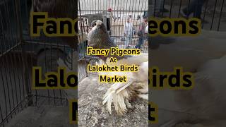 Fancy Pigeons at Birds Market 🕊️Nayab Kabotar Lalokhet Market RTbirdslife shortsfeed viralshorts [upl. by Pammie]