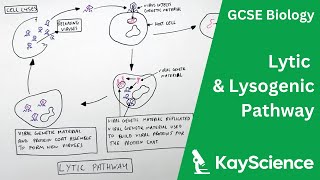 Lytic amp Lysogenic Pathway of Viruses  GCSE Biology  kaysciencecom [upl. by Eselrahc]