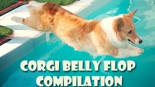 Corgi belly flop COMPILATION  cute funny dogs [upl. by Xuagram398]