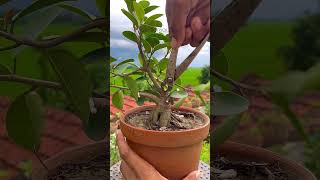 Silver Ficus Bonsai Tree  Bonsai Tree  Sani Bonsai Zone bonsai garden [upl. by Natasha]