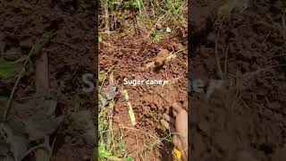 Easy way to grow sugarcane  how to plant super cane easily [upl. by Neau]