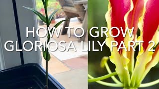 How To Grow Gloriosa Lily Part 2 Gloriosa Superba ‘Rothschildiana’ Get Gardening [upl. by Mozart]