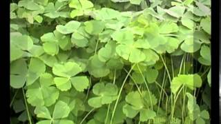 marsilea crenata plant [upl. by Hen627]