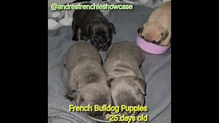 French Bulldog Puppies  Weaning puppies at 3 12 weeks [upl. by Egdamlat440]