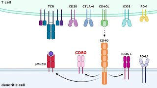 Types of Immune Cell Receptors [upl. by Geof]