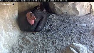 California Condor Female 846 Reveals Egg at Toms Canyon May 11 2022 [upl. by Nyladnek]