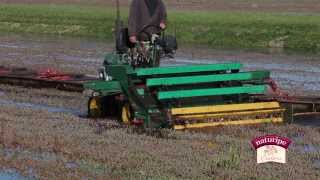 Naturipe  Cranberry Growing and Harvesting [upl. by Une]