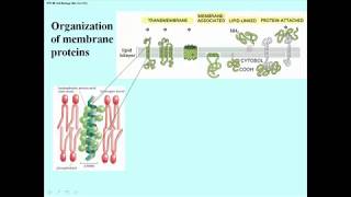 286 Domains of Membrane Proteins [upl. by Yanaj943]