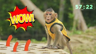 Smart Monkey KingKong and Pet Friends Play Catching Sausage Game So Funny  Animal Challenges [upl. by Idola]