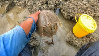 Jakpot BelangkasKetamJala Port Baru [upl. by Silevi]