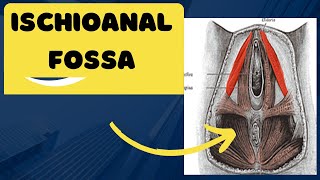 Ischioanal fossa  Anatomy location and contents of the ischioanal fossa [upl. by Tannie]