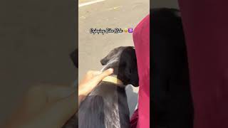 Rajdulari enjoys the bike rides 🕉️ minivlog dogdiaries doglover ytshorts youtubeshorts [upl. by Nevla]