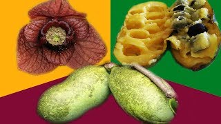 A Guide to Pawpaws [upl. by Notaek108]