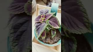 Colias ka podha beautiful plants gardening coleus jiya singh garden shorts viral [upl. by Ellehcrad]