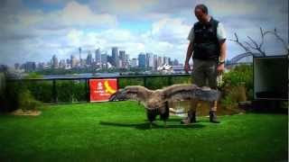 Andean Condor Chick at Taronga Zoo [upl. by Reinertson291]