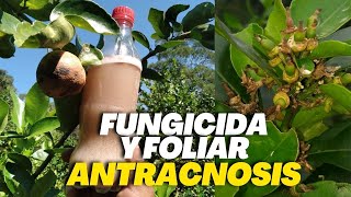 2 en 1 FOLIAR y FUNGICIDA Para COMBATIR la ANTRACNOSIS en CÍTRICOS [upl. by Mairb]